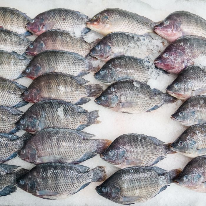 Tilapia fish