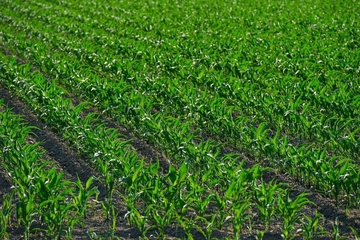 Rows of young maize growing in a cultivated crop field