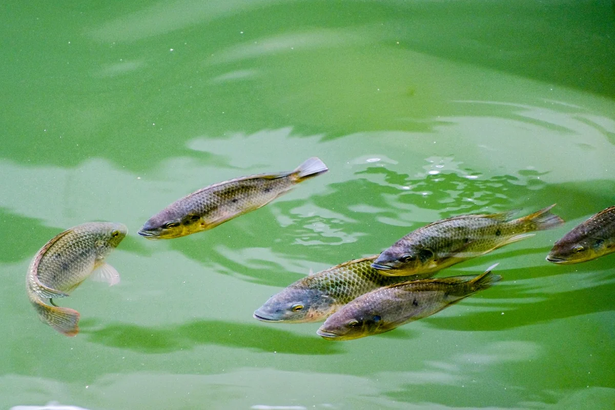 Tilapia visibly swimming in a clean aquaculture pond