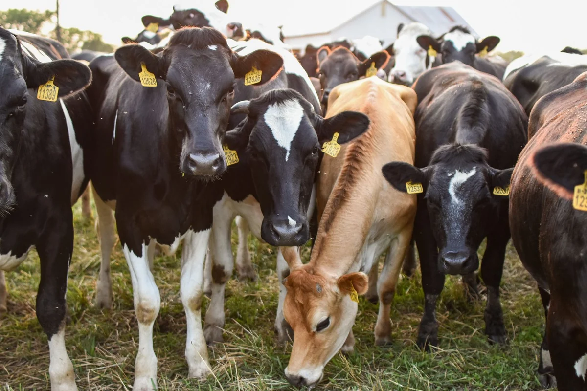 A close herd of tagged cattle gathered on a livestock farm